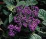 Seminte profesionale  Heliotropium arborescens - Vanilia - imagine 49360